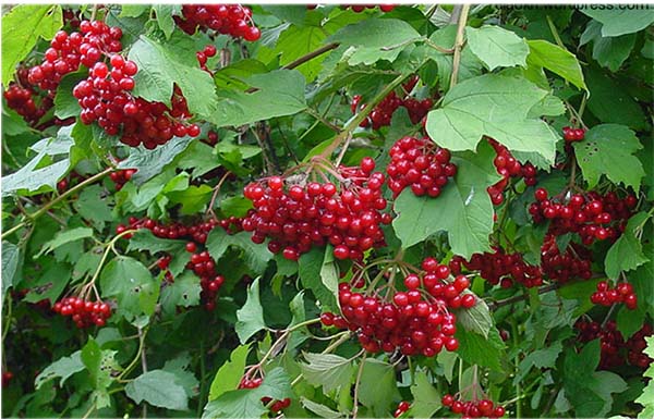 кустарник калина